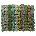 Collection of 40 Rosette Succulent Y25075