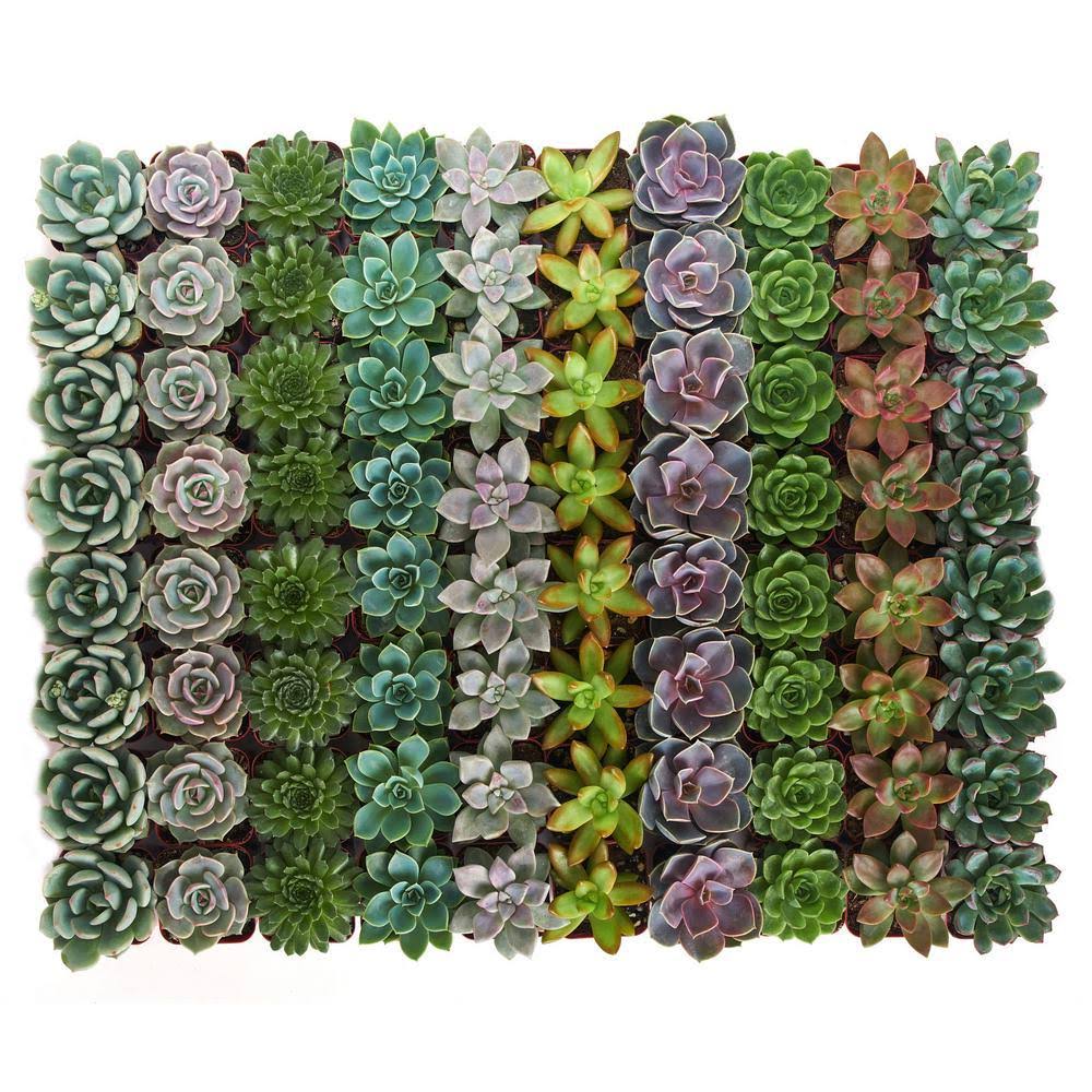 Collection of 40 Rosette Succulent Y25075