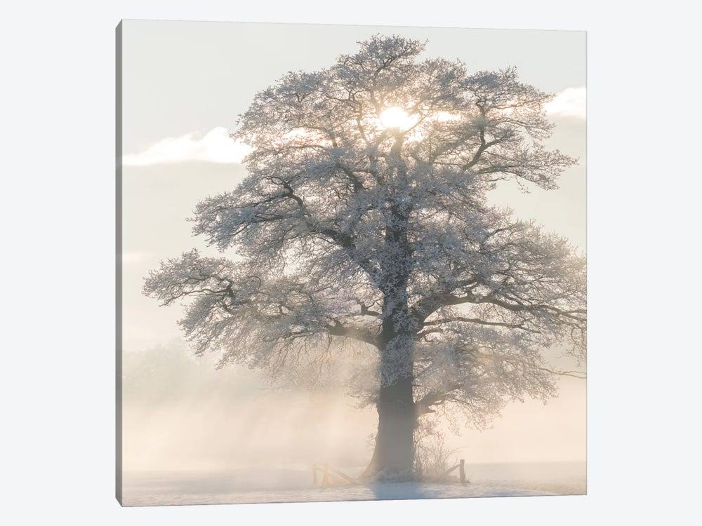 Canvas Art Picture - Winter King E94311