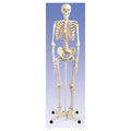 Anatomical Human Skeleton with Stand and Cover J7316