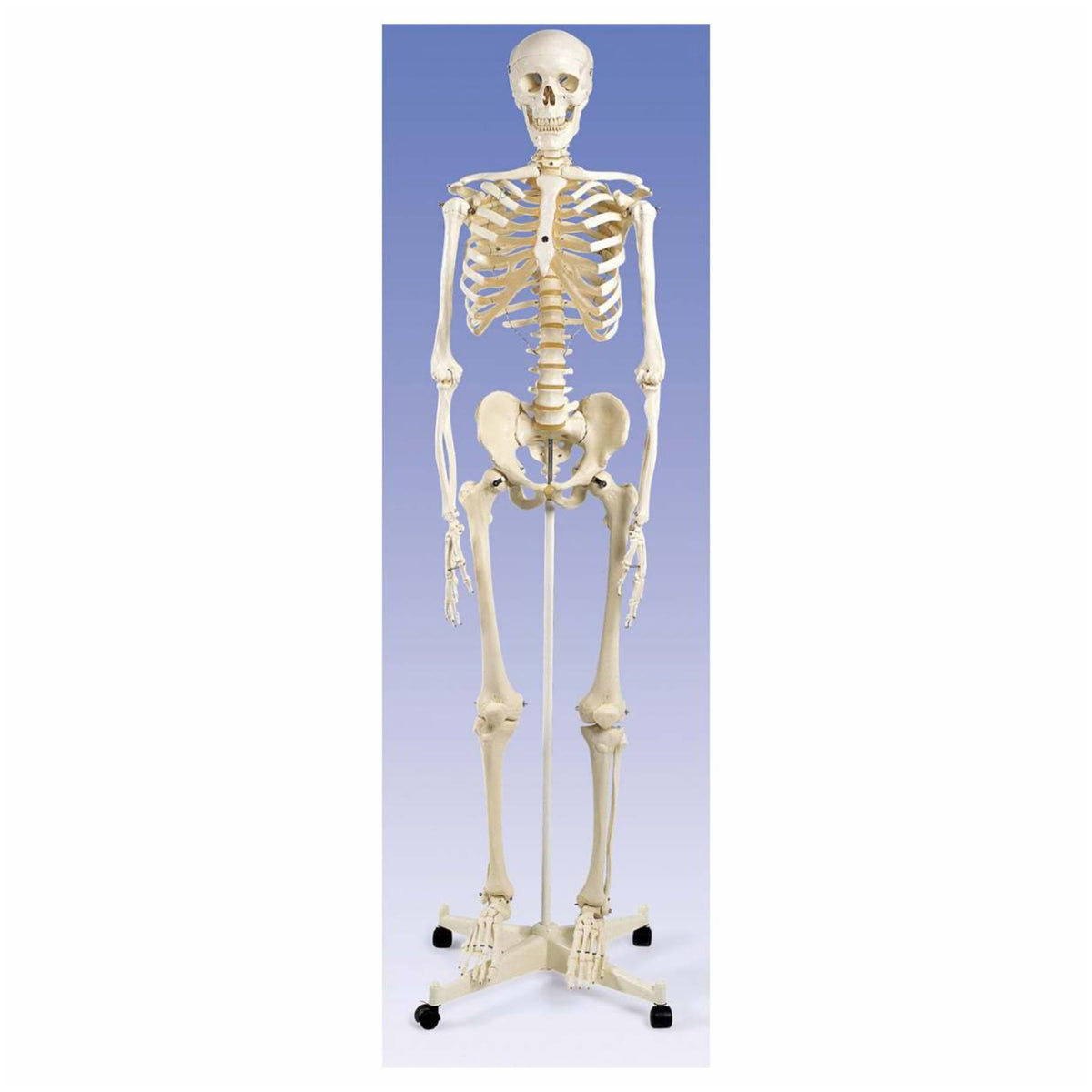 Anatomical Human Skeleton with Stand and Cover J7316